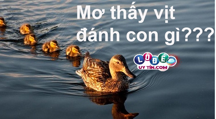Mơ thấy vịt đánh con gì, số nào dễ trúng nhất?