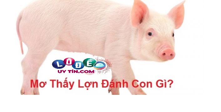 Ngủ mơ thấy con lợn có điềm gì, đánh lô đề con gì?